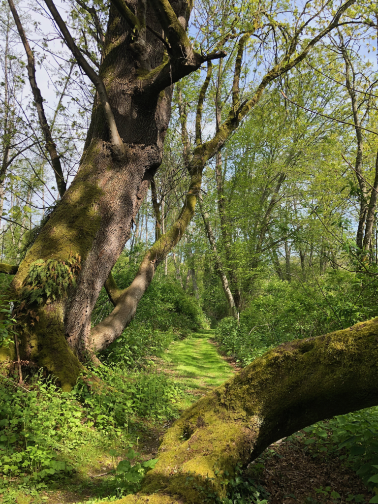 Solo-Retreat-Cool-Trees